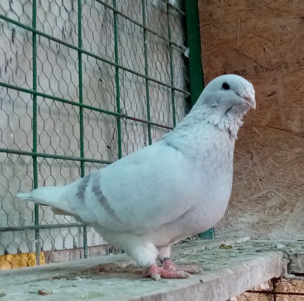  - Femele argintii 2022