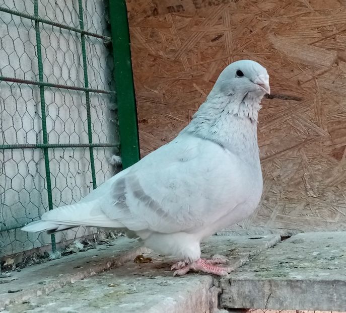  - Femele argintii 2022