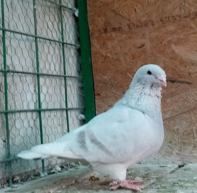  - Femele argintii 2022