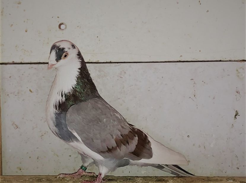 6777  mascul  2019 - 00001 porumbei dragi mie arhivă