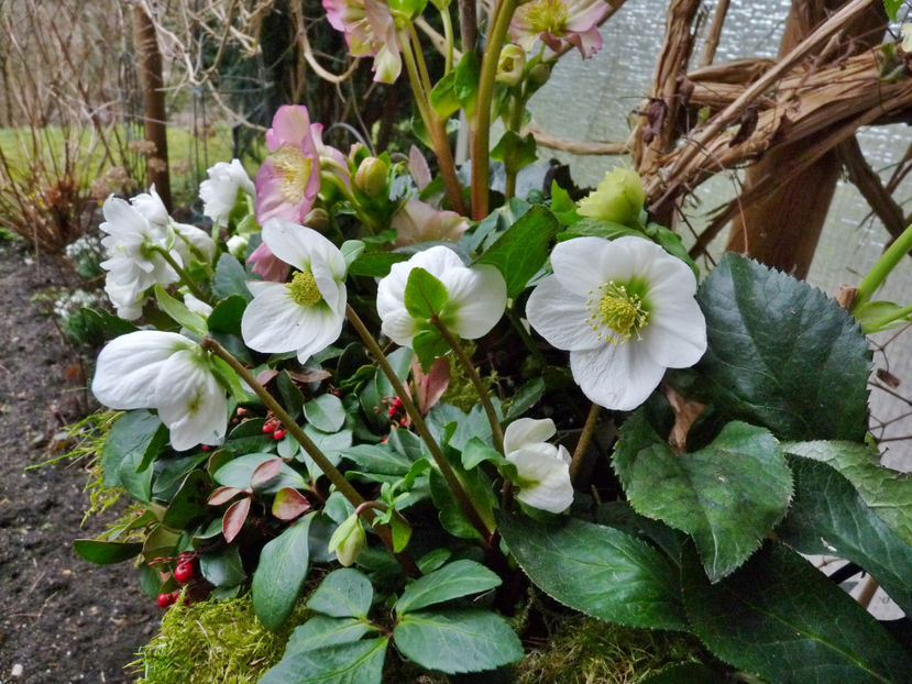  - Helleborus - Spanz