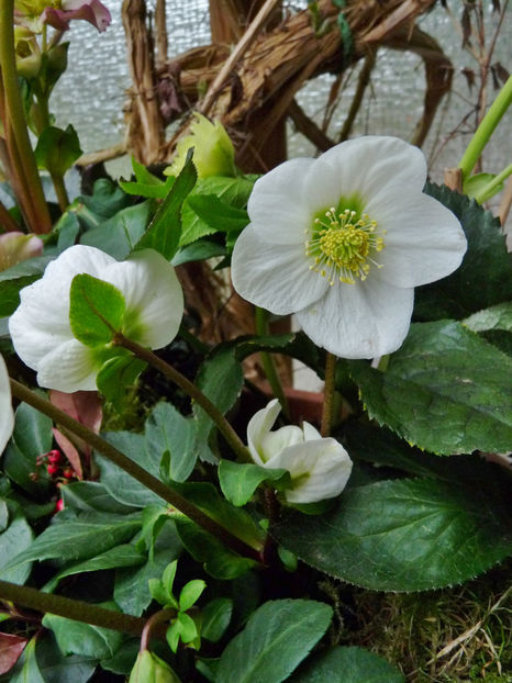  - Helleborus - Spanz