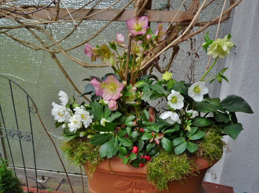  - Helleborus - Spanz