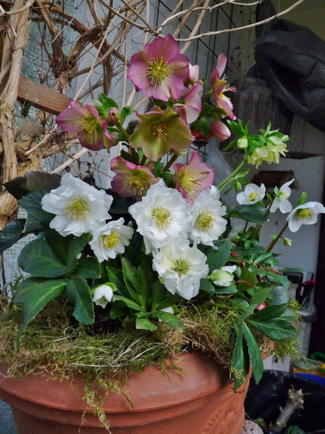  - Helleborus - Spanz