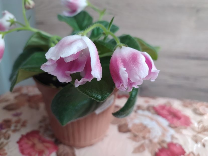 20 februarie 2022 - RM Volshebny Tulpan sau Magic Tulip