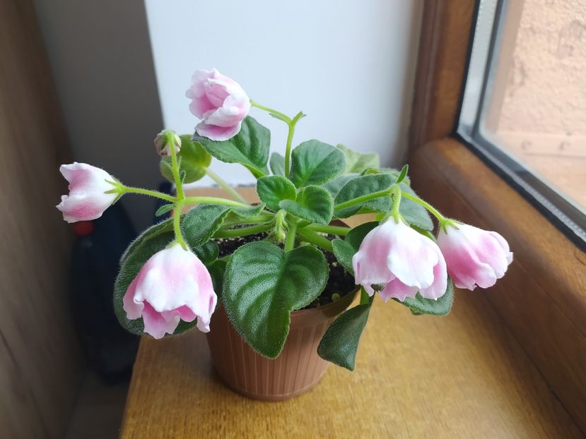 20 februarie 2022 - RM Volshebny Tulpan sau Magic Tulip