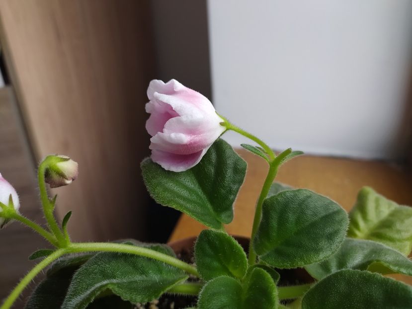 20 februarie 2022 - RM Volshebny Tulpan sau Magic Tulip