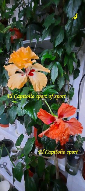 El Capitolio sport of sport si El Capitolio sport(21-02-2022) - Hibiscusi 2022