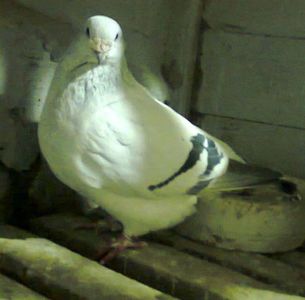 95905098~2 - 8femele azur matca 2021