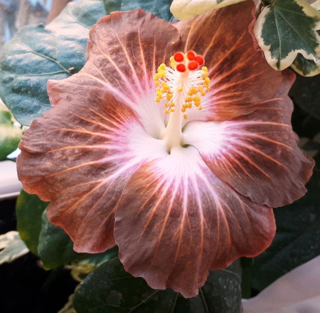 Coy Beauty - lastari rezervati