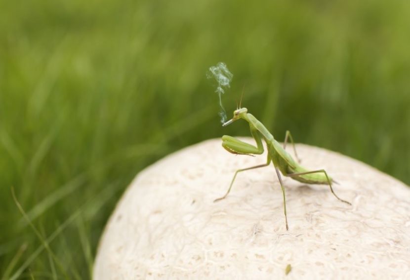  - Collection of Tintypes