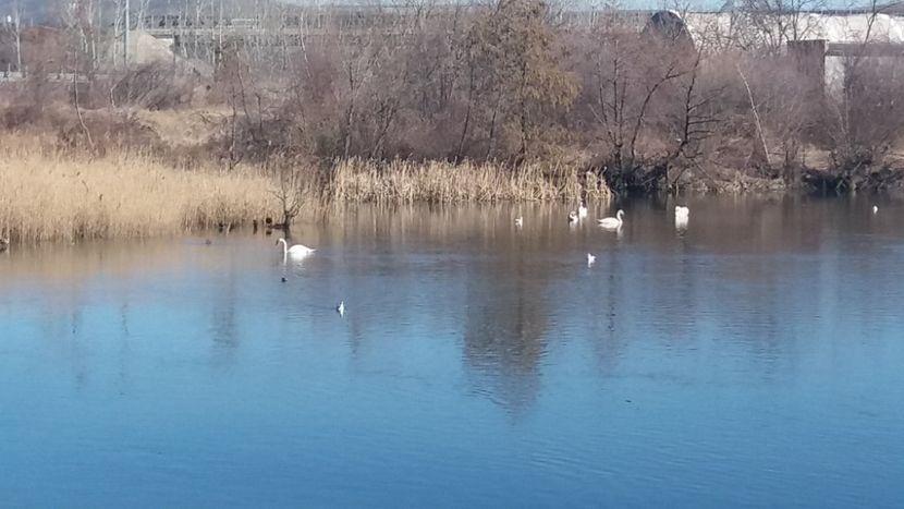 Lebede❤ pe râul Argeş - Momente