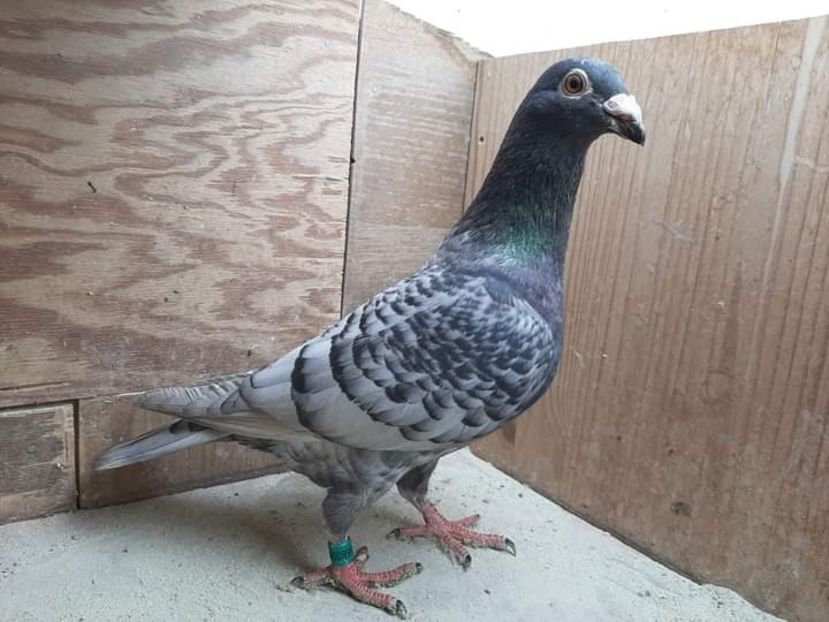  - Nu îmi aparțin 3