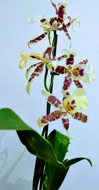  - 2 orhidee