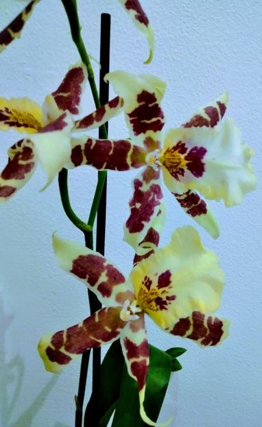 miroase divin - 2 orhidee