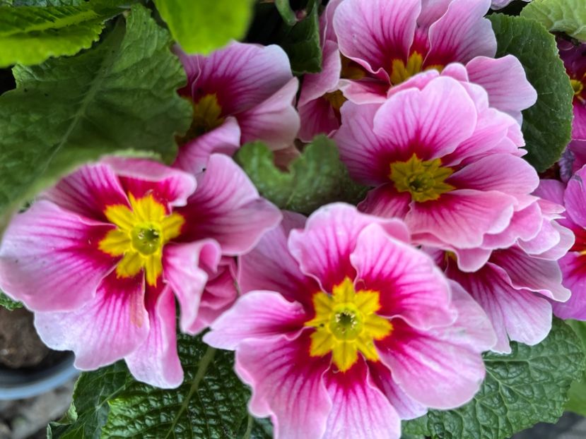 3AB768D1-523D-482E-B819-27B320C183C4 - Primule 21 22 23 24