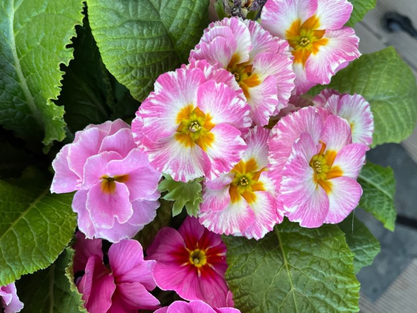 71D5EAF3-D55C-436C-852A-515D42828BFC - Primule 21 22 23 24