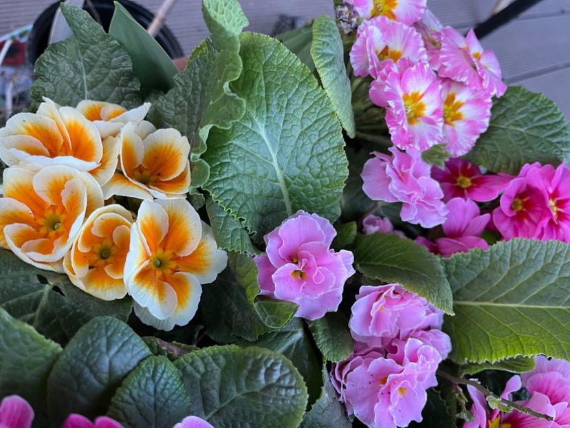 E947F6F2-F73C-48A4-B0B9-A723B2DCA5C1 - Primule 21 22 23 24