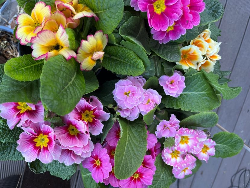 518E2D3C-92EB-4F6F-9F19-1DA9439AB8D6 - Primule 21 22 23 24