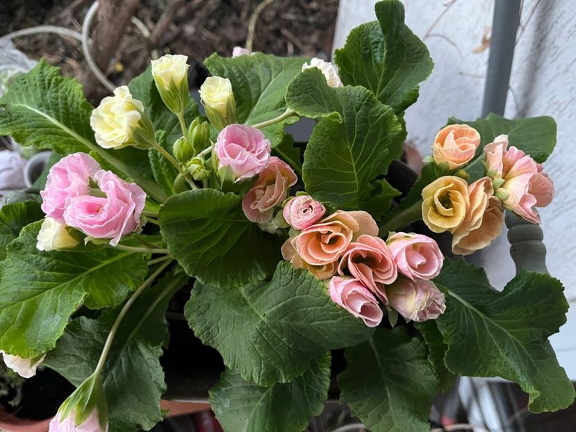 962994A8-F2A5-4A2E-AE37-FBF3BF255AB7 - Primule 21 22 23 24