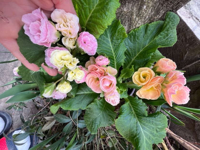 880BD633-A202-4218-ADAB-8D388CDF8DC6 - Primule 21 22 23 24