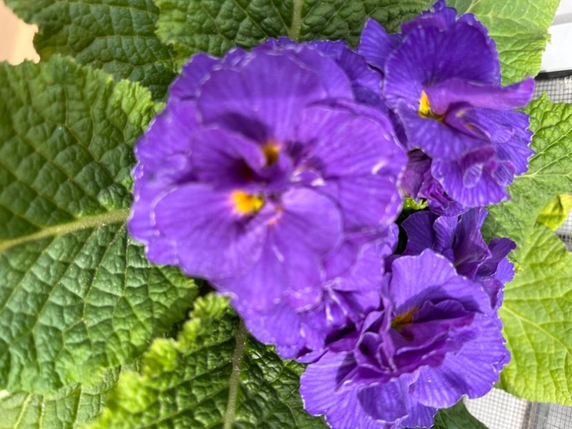 A8D01970-AC89-4905-A8C9-D3B71A68BA64 - Primule 21 22 23 24