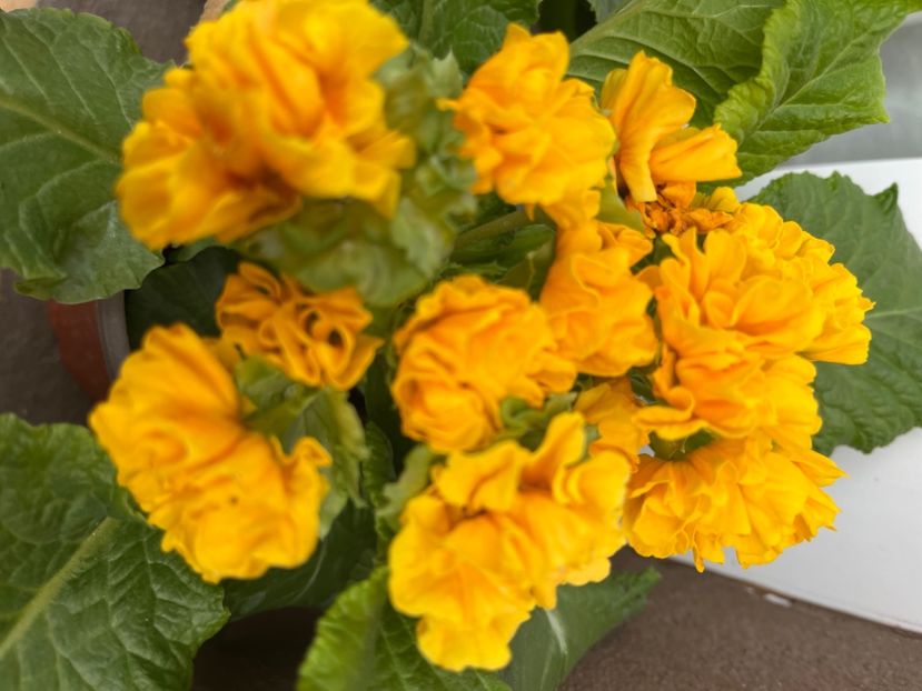 4BFEA7AB-AAB1-4256-948B-F27AF1EEE752 - Primule 21 22 23 24