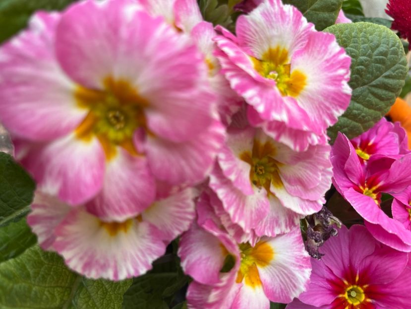 8E7B91CB-BE69-4B94-AA62-F7D523D4D548 - Primule 21 22 23 24