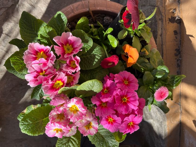 70B97FB0-C112-4E36-8624-6CE7F13169E4 - Primule 21 22 23 24