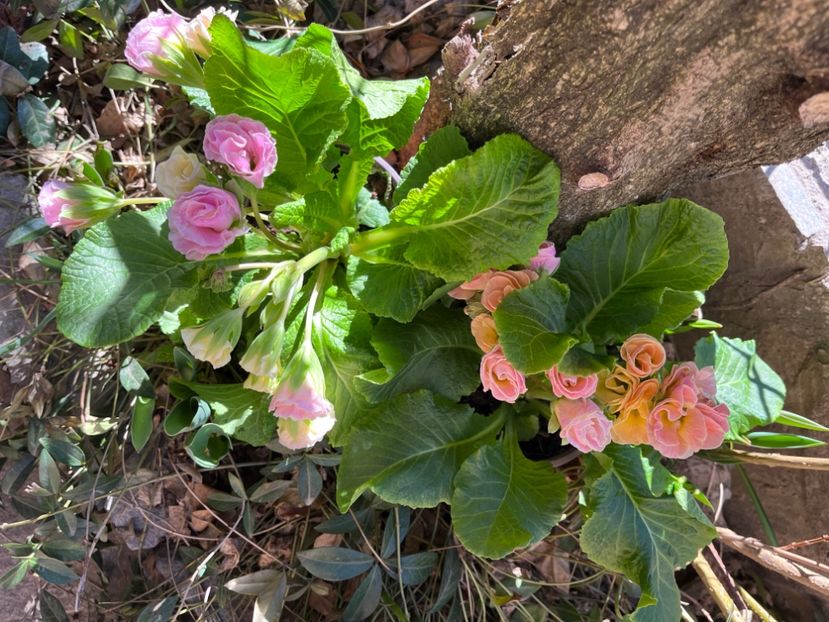 0B729E8C-2C65-454E-A143-F6A716A4FC94 - Primule 21 22 23 24