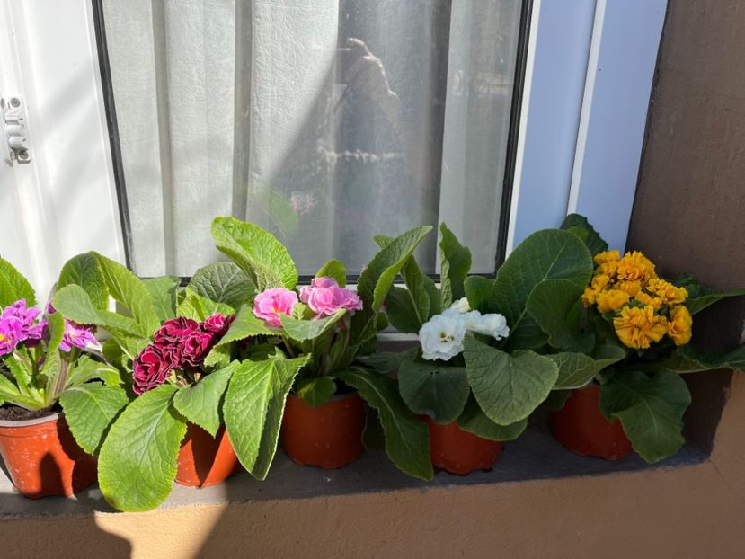 882D6AD4-21B6-4D08-919F-B64D55D576B0 - Primule 21 22 23 24