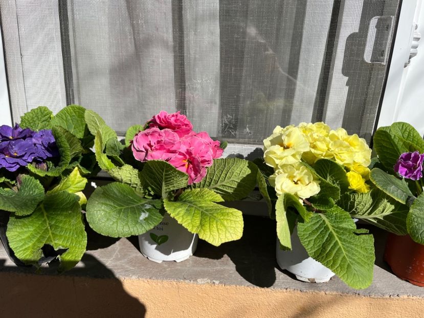 3B9FD4F1-2673-4381-87BF-1DB8B349C915 - Primule 21 22 23 24