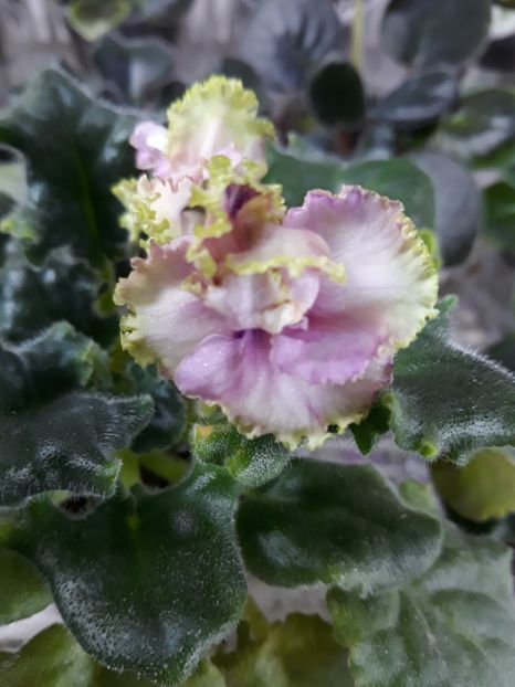  - LE Zelenaya Rosa zzz