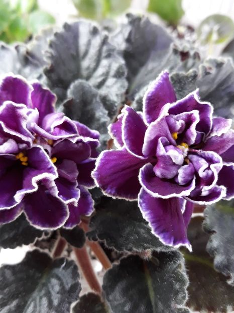  - EK Magia Liubvi zzz