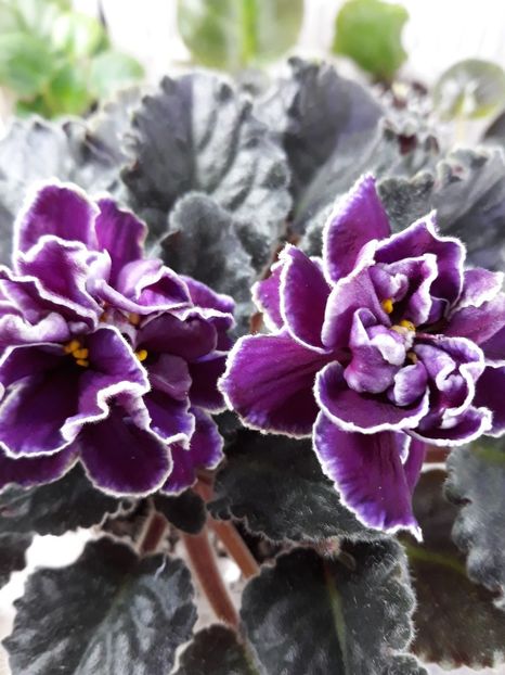  - EK Magia Liubvi zzz