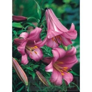 lilium-regale-pink-perfection-250x250 - Crini 2023