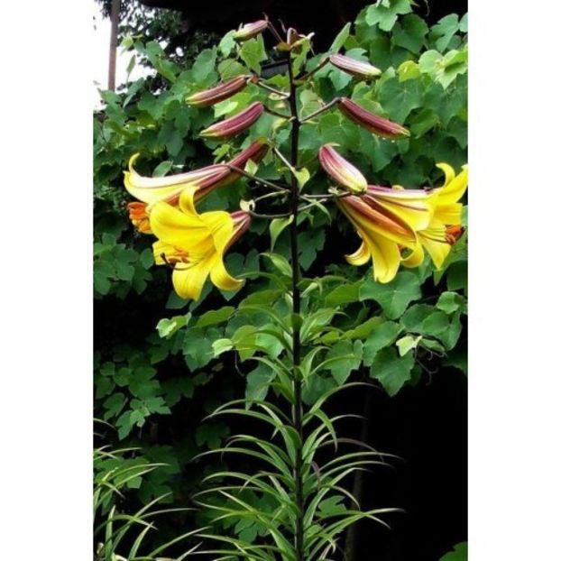 Lilium-regale-Golden-Splendour-500x500 - Crini 2023