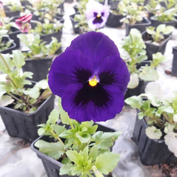 Viola witrokiana - GainiMiiDeFloriBotosani