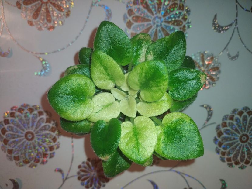 22 februarie 2022 - ZZZ____N-Robinzon