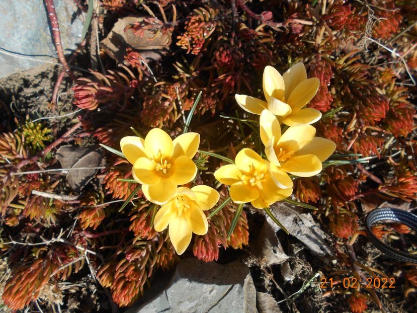  - 02 Iarna 2021-2022