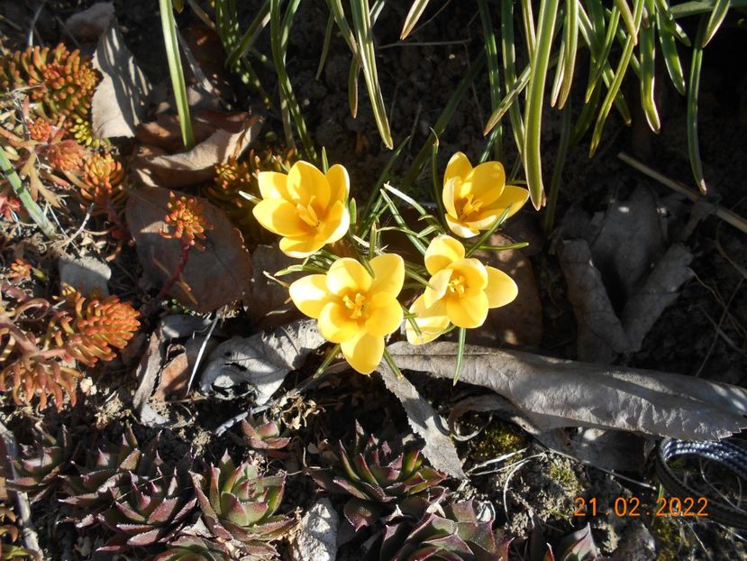  - 02 Iarna 2021-2022