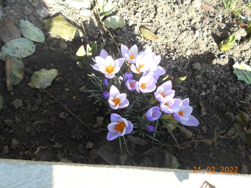  - 02 Iarna 2021-2022