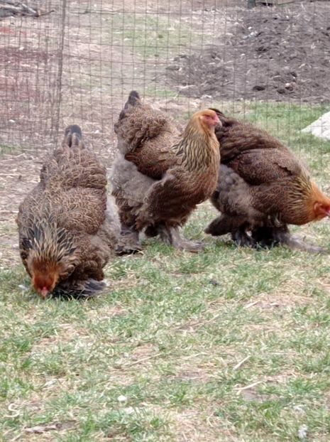  - Brahma potarnichiu 2021