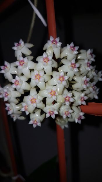  - Sp ap 1156 Mae Sa-ruai