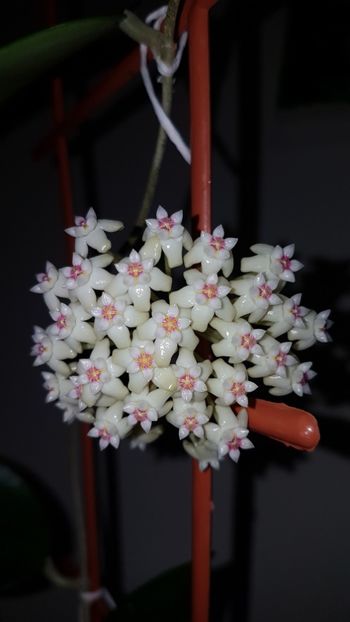  - Sp ap 1156 Mae Sa-ruai