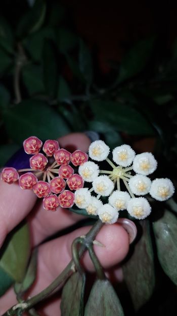  - 0 hoya infloriri in grup