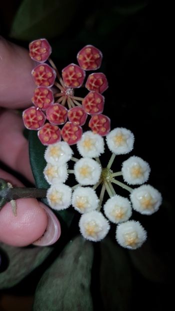  - 0 hoya infloriri in grup