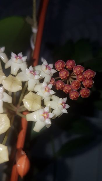  - 0 hoya infloriri in grup