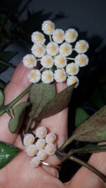  - 0 hoya infloriri in grup