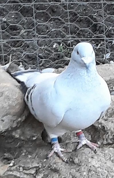  - Voliera